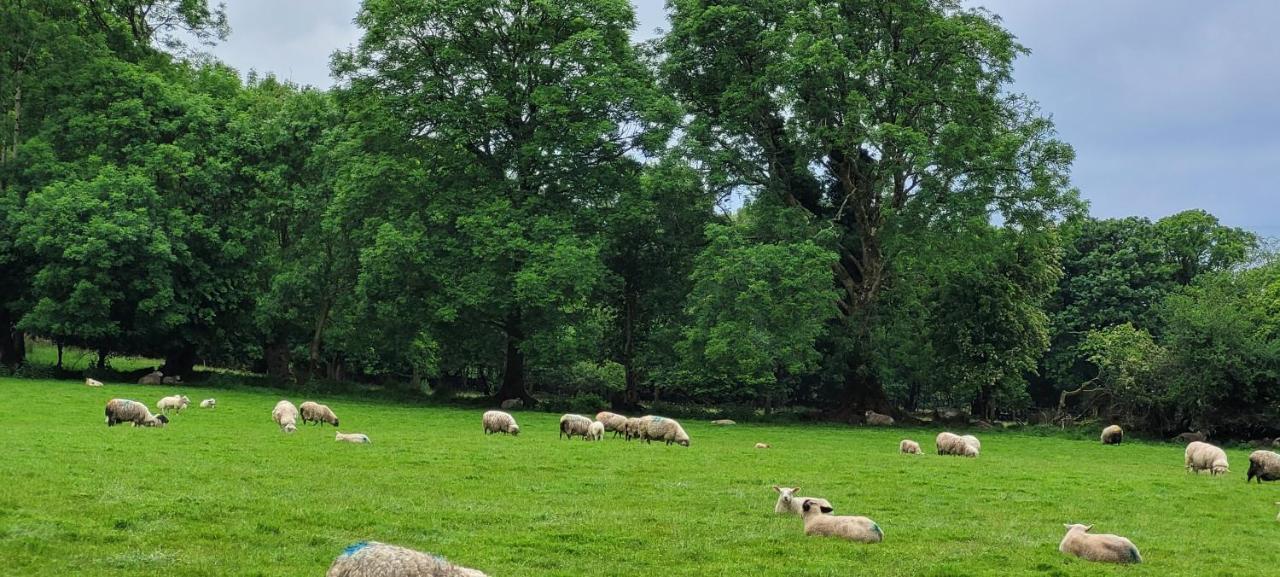 Oaklane Glamping Cabins Kenmare Bagian luar foto