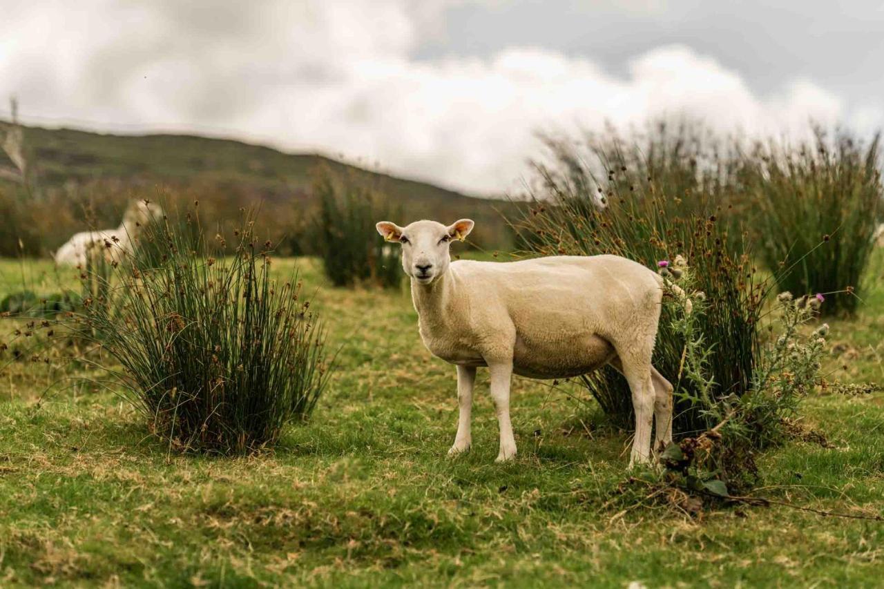 Oaklane Glamping Cabins Kenmare Bagian luar foto